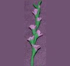 (image for) Glads Lavender 1 Stem