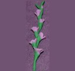 (image for) Glads Lavender 1 Stem