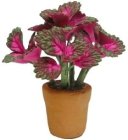 (image for) Coleus in Clay Pot