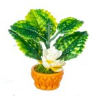 (image for) Potted Tropical Flowering Plant - White