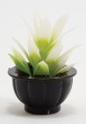 (image for) Potted Tropical Succulent Plant