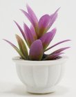 (image for) Potted Purple Tropical Plant