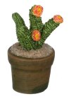 (image for) Large Potted Pink & Yellow Flowering Cactus