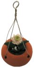 (image for) Zinnia in Hanging Planter