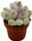 (image for) Potted Cholla Cactus