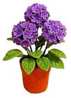 (image for) Hydrangeas in a Clay Pot