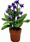 (image for) Lavender Lily of the Valley