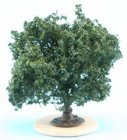 (image for) Miniature Bush Variegated green