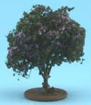 (image for) Lilac Bush - Small