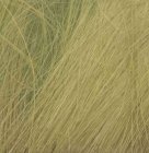 (image for) Field Grass Light Green