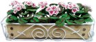 (image for) Red & White Geranium in Scroll Box Long Planter