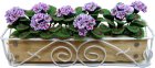 (image for) Purple Geranium in Scroll Box Long Planter