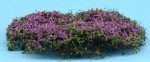 (image for) Creeping Phlox Purple