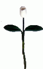 (image for) White Tulip Single Stem