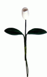 (image for) White Tulip Single Stem