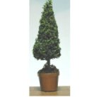 (image for) Green Topiary Plant w/ Clay Pot