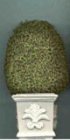 (image for) Round Topiary in Square Urn