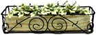 (image for) English Ivy in Scroll Iron Planter