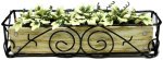 (image for) English Ivy in Scroll Iron Planter