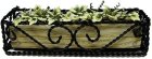 (image for) English Ivy in Braided Iron Planter