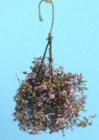 (image for) Hanging Burgundy & Mauve Plant - Large