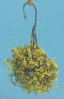 (image for) Hanging Yellow & White Plant Large