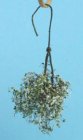 (image for) Hanging White Plant Small