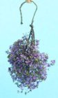 (image for) Hanging Purple & Blue Plant Small