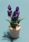 (image for) Potted Iris