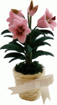 (image for) Pink Easter Lily in Basket w/ Bow