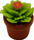 (image for) Wide Cactus in Pot