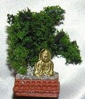 (image for) Bonsai Tree