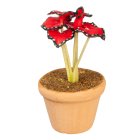 (image for) Potted Tropical House Plant - Red