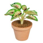 (image for) Potted Coleus House Plant