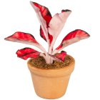 (image for) Potted Coleus House Plant - Red