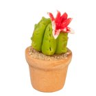 (image for) Potted Small Flowering Cactus