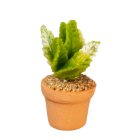 (image for) Potted Broad Leaf Succulent