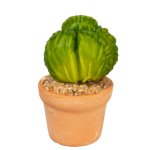 (image for) Potted Asclepia Succulent