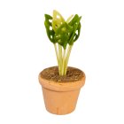 (image for) Potted Swiss Cheese House Plant