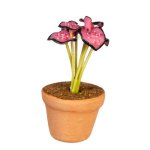 (image for) Potted Bright Pink Caladium