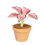 (image for) Potted Dusty Pink Caladium