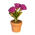 (image for) Potted Purple Carnations