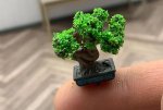 (image for) Small Bonsai Pine Tree