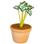 (image for) Potted Caladium