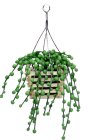 (image for) String of Pearls in Hanging Planter