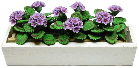 (image for) Purple Geraniums in White Window Box